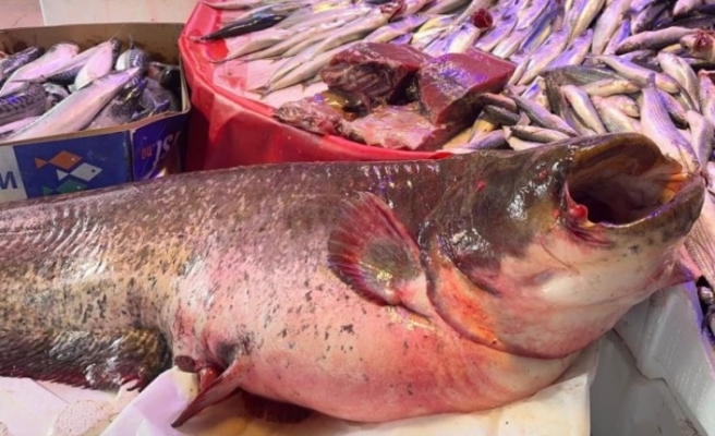 30 kilogramlık balık dikkat çekiyor