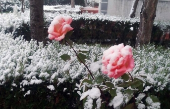 Rengarenk güller kar altında kaldı