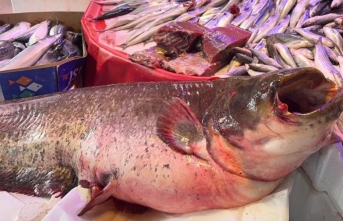 30 kilogramlık balık dikkat çekiyor