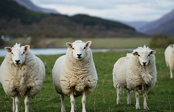 Koyun keçi desteklemeleri için son fırsat!