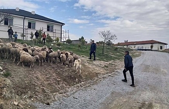 Çiftçinin kayıp koyunlarını jandarma drone ile buldu