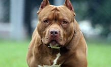 Pitbull cinsi 2 köpek bir çocuğa saldırdı