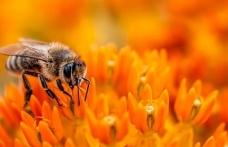 Arı ürünleri işletmelerine hibe desteği