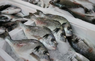 Balık ticaretinde hedef Çin pazarı