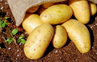 Patates üreticileri dertli