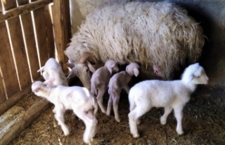 Çifteler'de bir koyun beşiz doğurdu