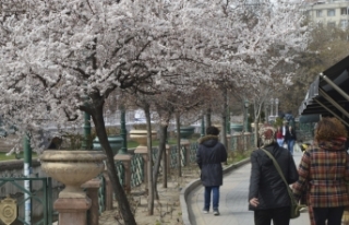 Eskişehir'de ağaçlar çiçek açtı