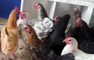 Eskişehir'de tavuk hırsızlığı