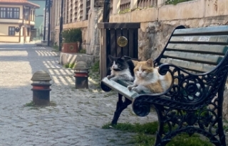 Sokaklar kedilere kaldı