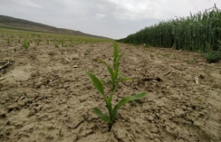 Eskişehir'de mısır ekimi iki kat arttı