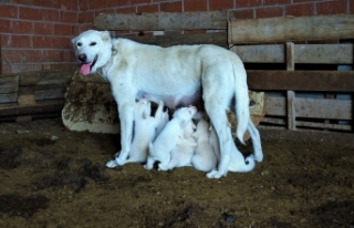 17 köpeğe annelik yapıyor