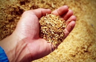 Eskişehir buğday üretiminde 7. sırada