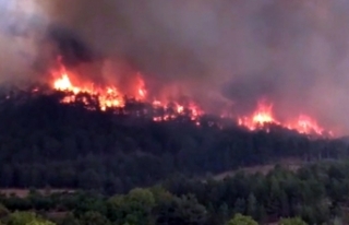 Nallıhan'da orman yangını