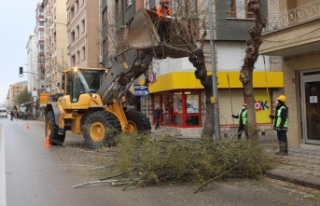 Caddelerdeki ağaçlar budandı