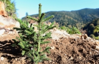 Ormanlar için 411 milyon lira harcadı