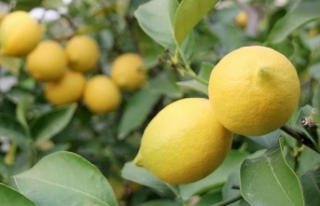 Limon ihracatında önemli artış