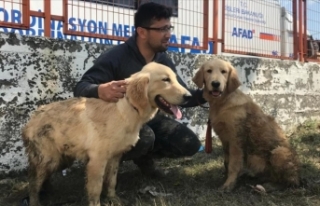 Mahsur kalan iki köpek kurtarıldı
