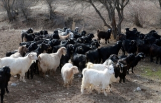 Koyun ve keçi yetiştiricilerine müjde