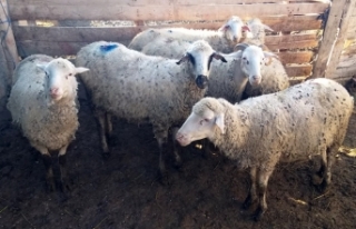 Çalınan koyunlar Ankara'da bulundu