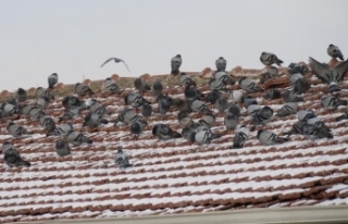 Güvercinler çaresizce bekliyor
