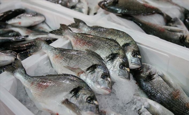 Balık ticaretinde hedef Çin pazarı