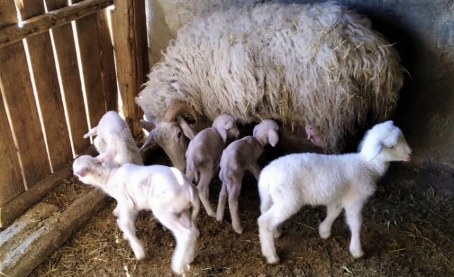 Çifteler'de bir koyun beşiz doğurdu