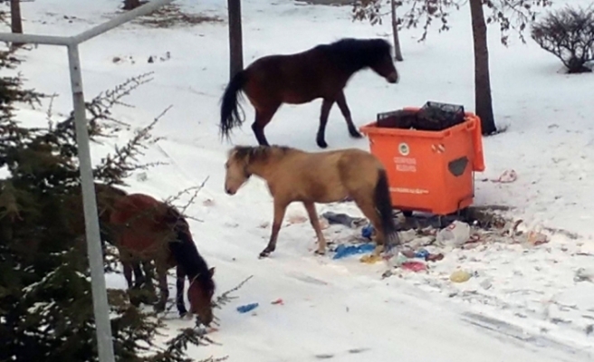 Sahipsiz atlar çöplüklerde