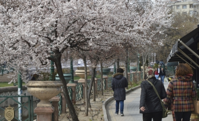 Eskişehir'de ağaçlar çiçek açtı
