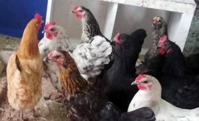 Eskişehir'de tavuk hırsızlığı