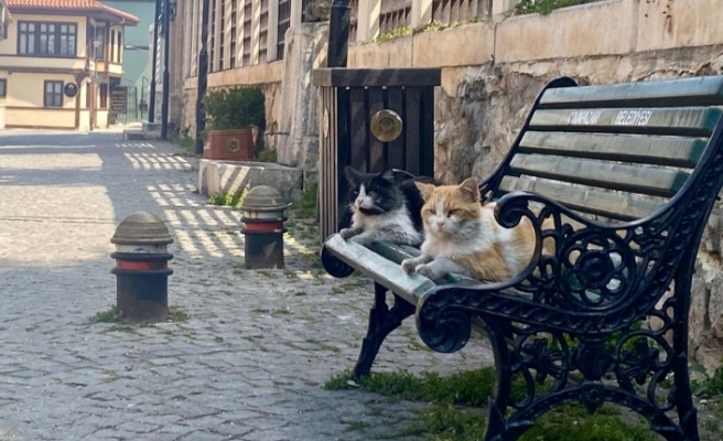 Sokaklar kedilere kaldı