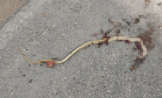 Artan yılan ölümleri tedirgin ediyor