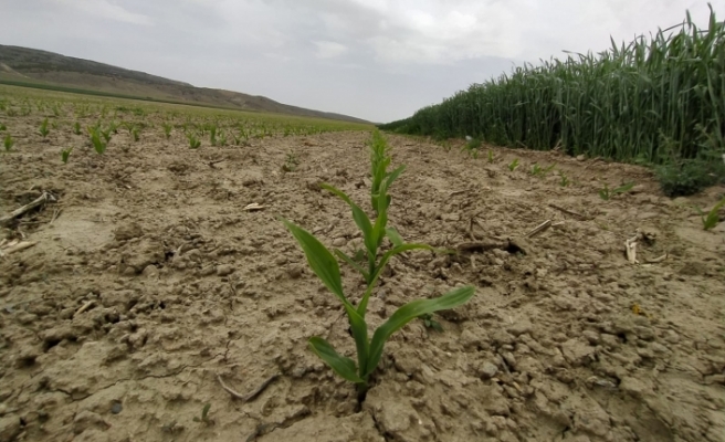 Eskişehir'de mısır ekimi iki kat arttı