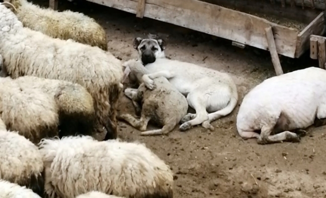 Koyunla köpeğin şaşırtan dostluğu