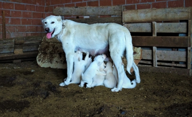 17 köpeğe annelik yapıyor
