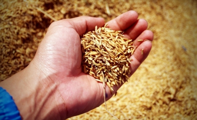 Eskişehir buğday üretiminde 7. sırada