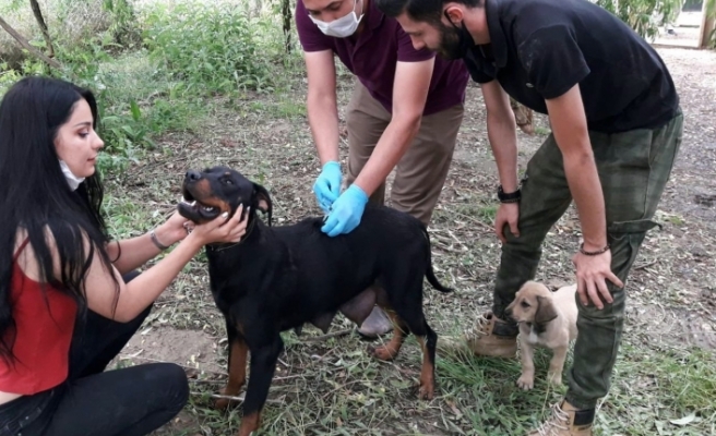 Sokak köpeklerinin aşıları yapılıyor