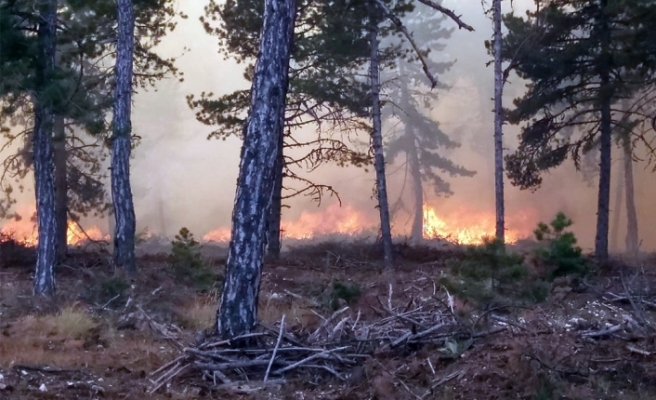 Nallıhan'da orman yangını