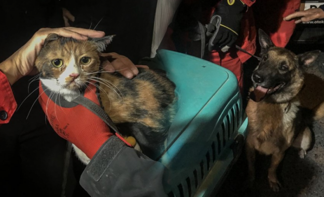 Sevimli kedi 30 saat sonra kurtarıldı