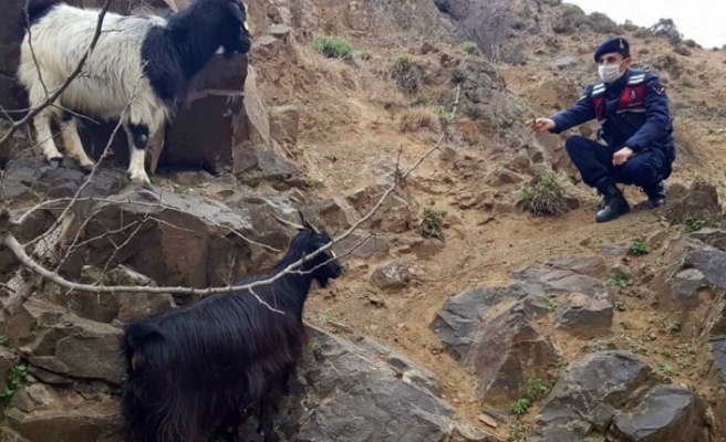 Kaybolan keçileri jandarma buldu