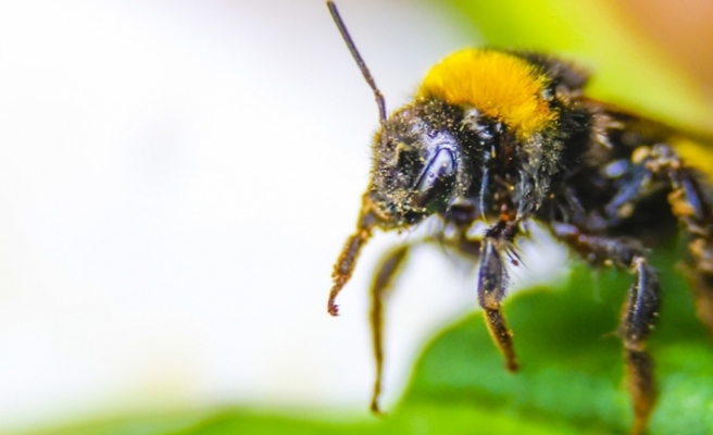 Bombus arıları üretime katkı sağlıyor