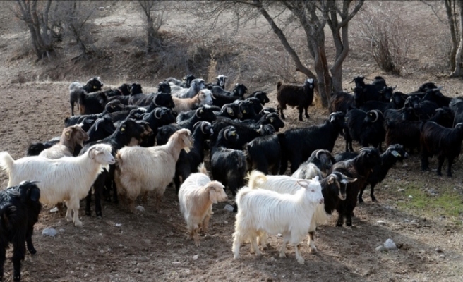 Koyun ve keçi yetiştiricilerine müjde