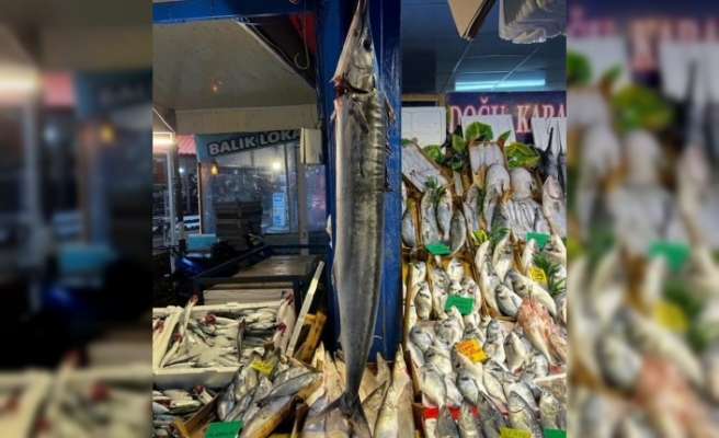 1 buçuk metrelik kılıç balığı ilgi çekiyor