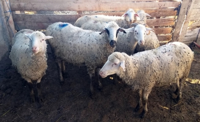 Çalınan koyunlar Ankara'da bulundu