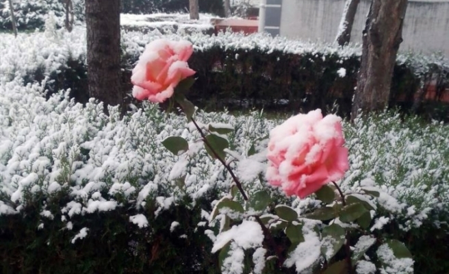Rengarenk güller kar altında kaldı