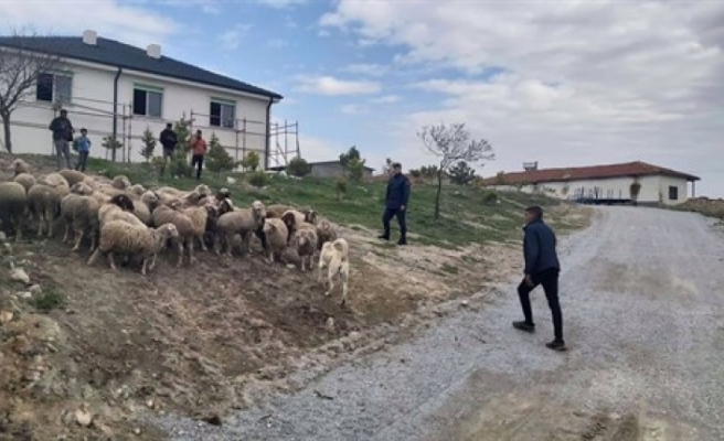 Çiftçinin kayıp koyunlarını jandarma drone ile buldu