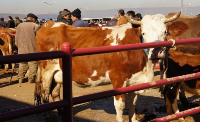 Şap hastalığı yayılıyor! Tüm canlı hayvan pazarları kapatıldı nakiller yasaklandı