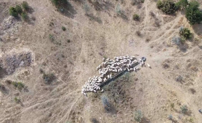Çiftçinin kayıp hayvanlarına drone destekli arama